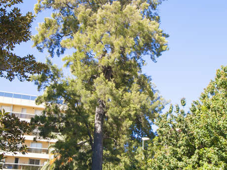 Alberi notevoli : Casuarina Equisetifolia - Pino australiano