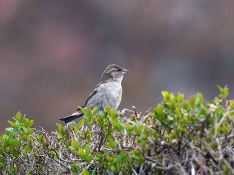 Oiseaux de nos haies