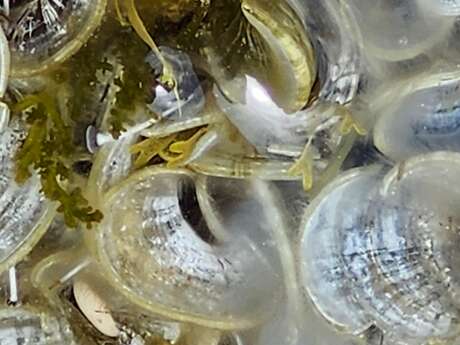 Sortie nature du Muséum et atelier : découverte des algues du littoral (Marseille)