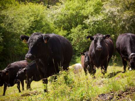 Visite gratuite de la Ferme des Pélissones