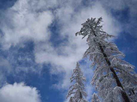 Sortie raquettes : les forests - Bureau Randos Champsaur