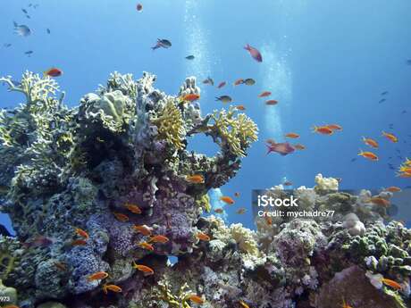 Plongez dans les fonds marins sans bouger de la terre ferme !
