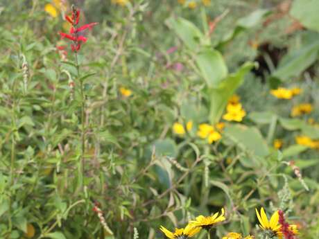 Balade découverte des plantes sauvages