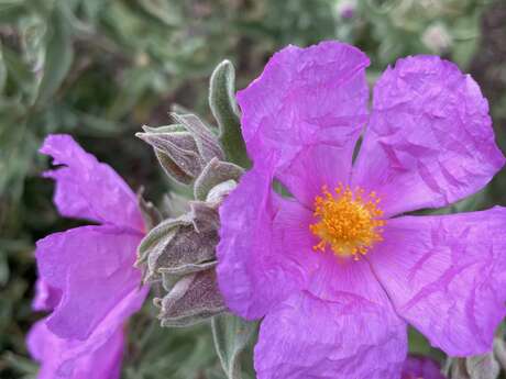 Randonnée découverte de la flore méditerranénne avec guide SAB Esterel