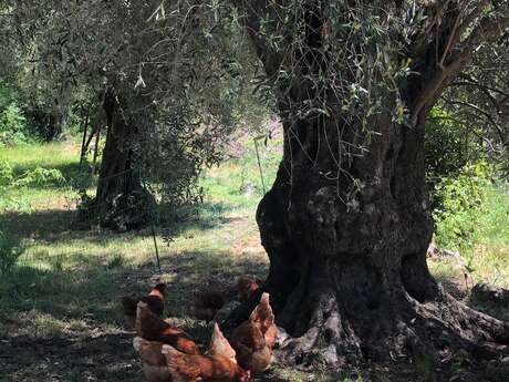 Ferme Saint-Antoine : Immersion au cœur d'une ferme maraîchère biologique