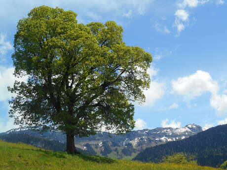 Stage à la rencontre des arbres