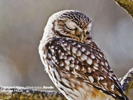 "L’Avifaune nicheuse de la cité phocéenne - Une richesse méconnue"