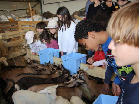 Visite guidée et dégustation à la bergerie du vieux moulin