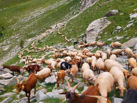 Summer Transhumance Stay in Haute Roya