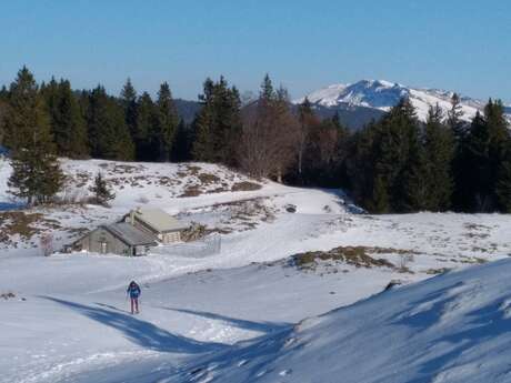 Randonnée raquettes avec Lézard des Bois