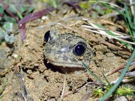 Ça passe ou ça coasse ! Protégeons les amphibiens !