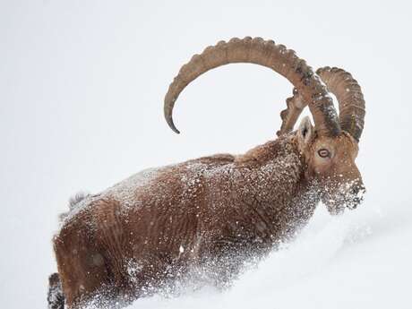 RDV avec un garde : la faune en hiver