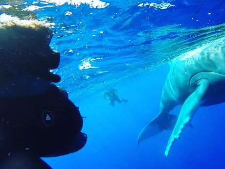 Corallina Tours - Sorties Baleines