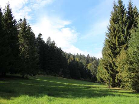 Forêt de Bécajat