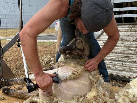 Mercredi Naturama Exceptionnel : Tonte des Moutons et Atelier laine