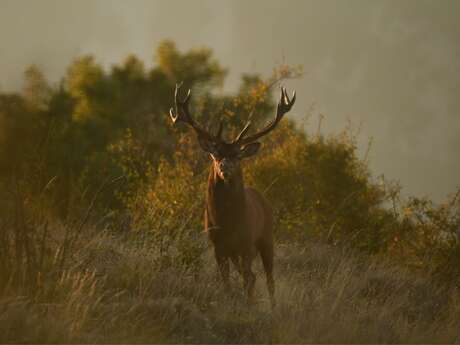 Sortie Brame du cerf