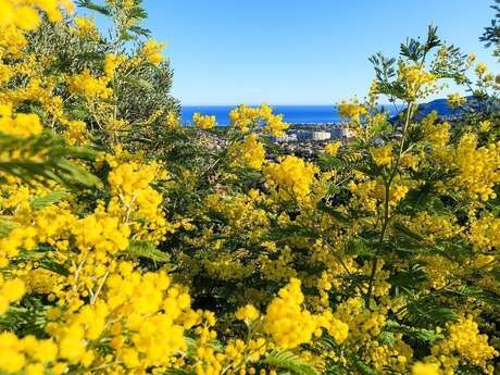 Visite guidée d’une exploitation, d’une forcerie et découverte du métier de mimosiste - avec petit déjeuner