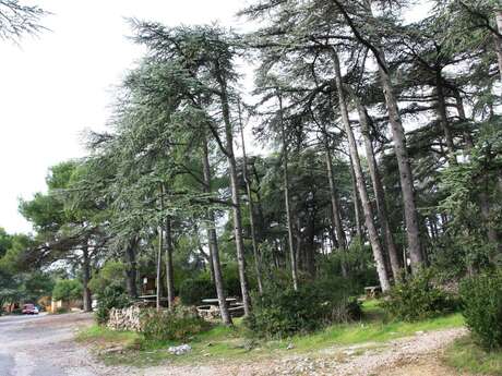 CABRIÈRES D’AVIGNON - De la Cédraie au Mur de la Peste