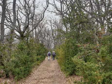 MONIEUX - La ferme de Lausemolan