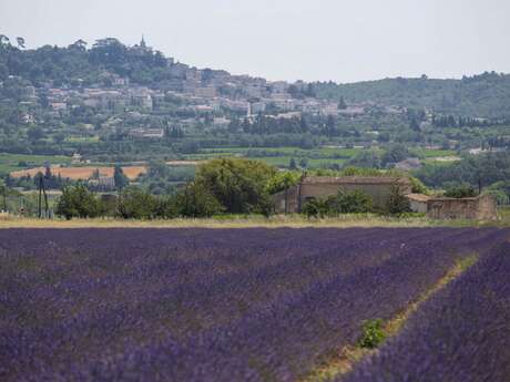 Excursion : Tour de lavande à Sault - LT4