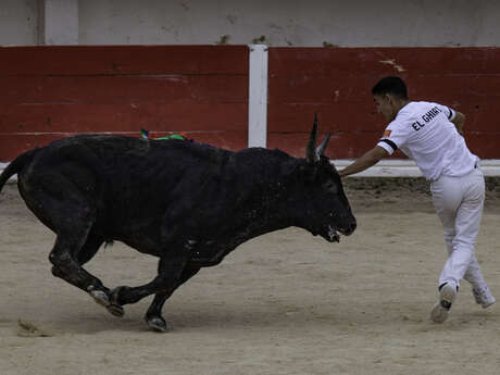 Course camarguaise aux arènes «Finale Trophée de l’Avenir»