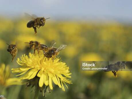 "A week of flowers for bees