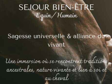 Stage Bien Etre Equin & Humain