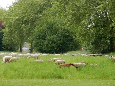 Atelier les animaux en ville (6-12 ans) - Nuits de la lecture