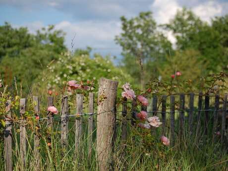 Les rendez-vous aux jardins : La roseraie de Gérenton