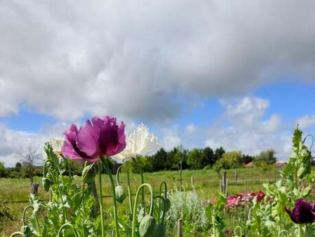 Fleurs De Plum