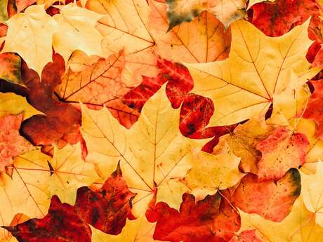 Fête de l'Automne