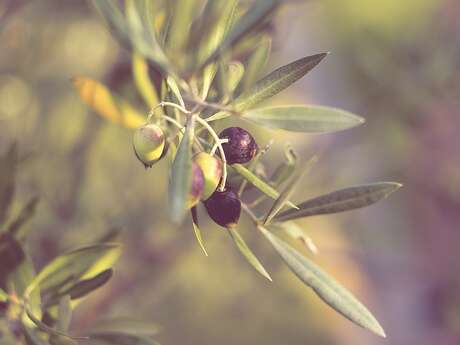 Démonstration de taille d'olivier