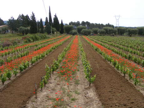 Bastide de la Ciselette