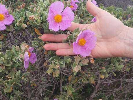 Découverte des plantes comestibles et médicinales sur la colline st-Étienne