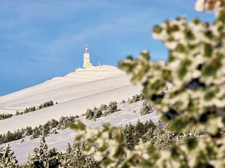 Cartonivo: Trail Montée du ventoux