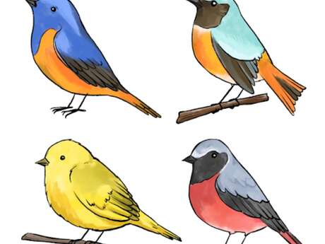 Atelier pour apprendre à dessiner les oiseaux avec Thimotée Rouxel
