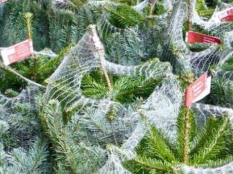Marché des Sapins