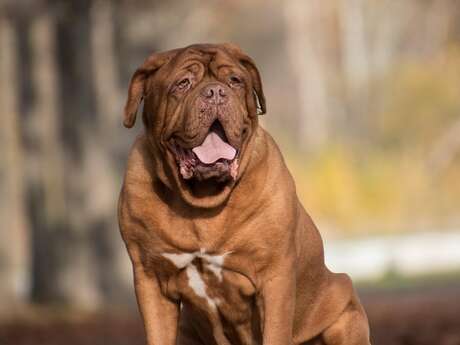 Nationale d'élevage : Bullmastiff et Mastiff