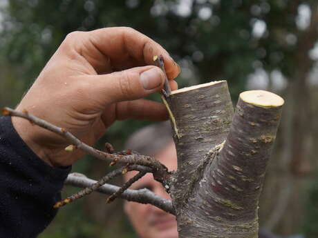 Initiation à la greffe de fruitiers