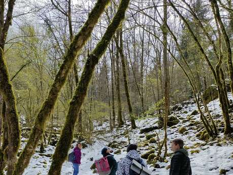 Balade ressourçante : "La vie secrète de la forêt"