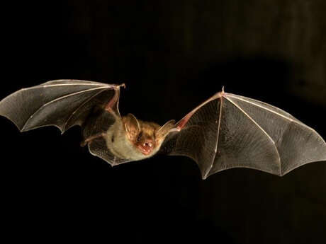 Animation LPO : La nuit de la Chauve-souris