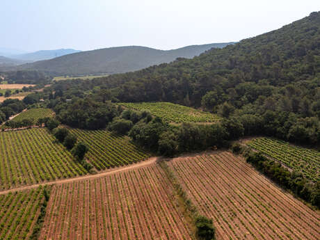 Matteri vineyard