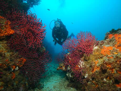 Hippocampe diving club