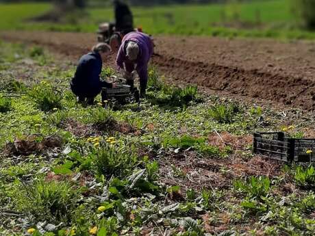 Mont-Pré - Plantes comestibles, aromatiques & sauvages