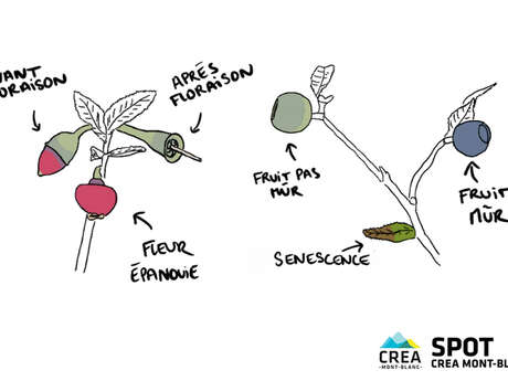Atelier scientifique : des myrtilles et des landes