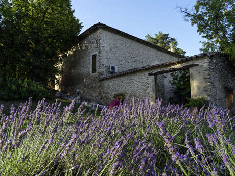 Découverte de la culture de l'olivier avec le Moulin Arizzi