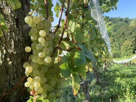 "La visite Chasselas du mardi", à l’Instant Fruit
