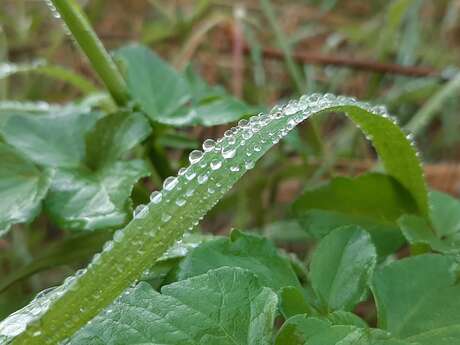 Fascinating but invasive plants