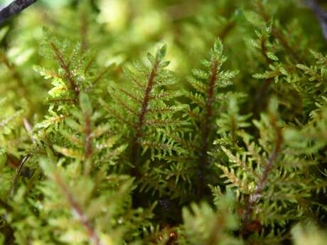 Conférence : Plongez dans le monde immense des minuscules mousses