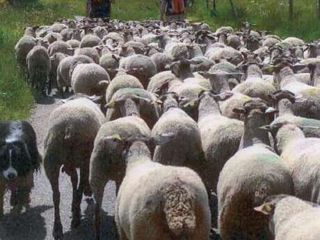 Transhumance Transhumance